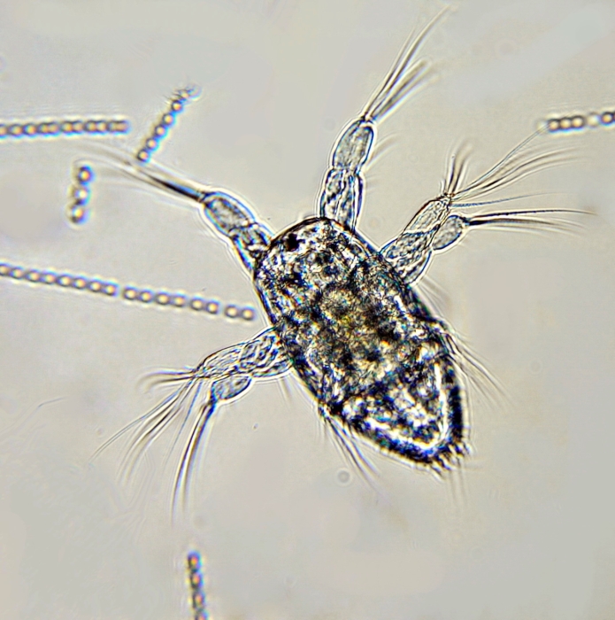 Nauplius Acartia tonsa