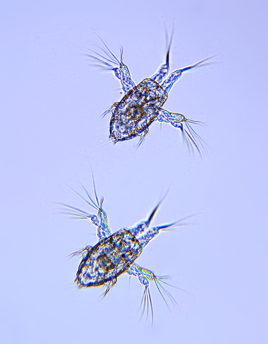 Acartia clausi nauplii