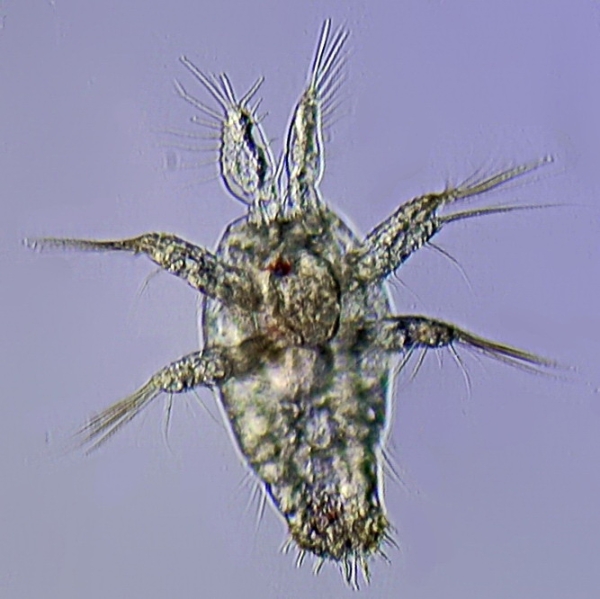 Calanus helgolandicus nauplii