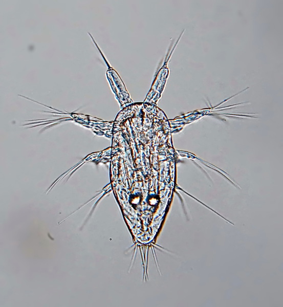 Oithona similis nauplii