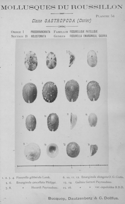 Bucquoy et al. (1882-1886, pl. 54) Bucquoy et al. (1882-1886, pl. 54)