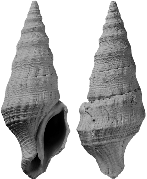 Striopusionella szekelyhidiae (Kovács & Vicián, 2021) holotype Striopusionella szekelyhidiae (Kovács & Vicián, 2021) holotype
