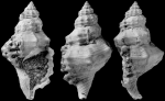 Pseudosassia gurdoni Vicián & Kovács, 2022, Holotype