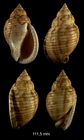 Semicassis undulata (Gmelin, 1791)
