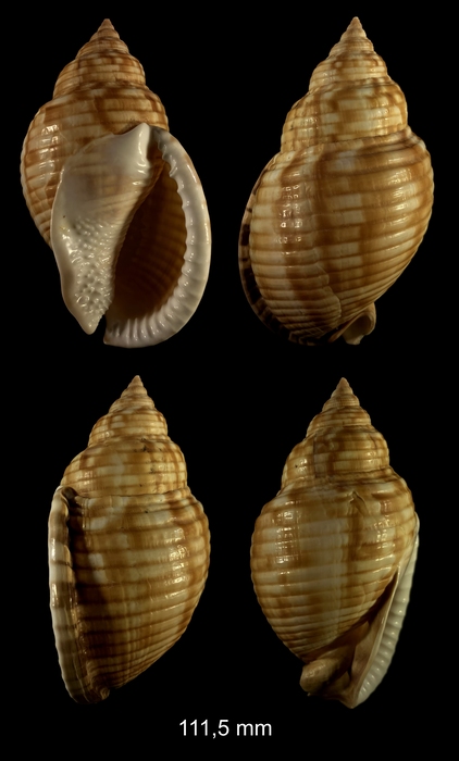 Semicassis undulata (Gmelin, 1791) Semicassis undulata (Gmelin, 1791)