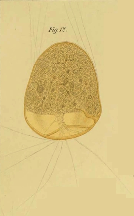 Gromia dubia Gruber, 1884