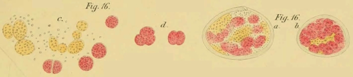 Gromia dujardinii Schultze, 1854 Gromia dujardinii Schultze, 1854