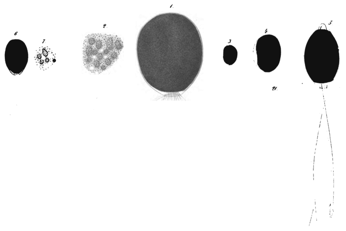 Gromia dujardinii Schultze, 1854