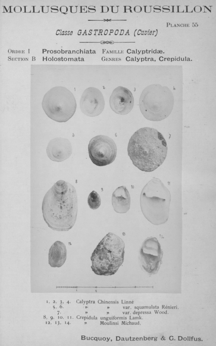 Bucquoy et al. (1882-1886, pl. 55) Bucquoy et al. (1882-1886, pl. 55)