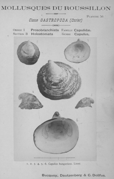 Bucquoy et al. (1882-1886, pl. 56) Bucquoy et al. (1882-1886, pl. 56)