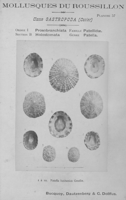 Bucquoy et al. (1882-1886, pl. 57) Bucquoy et al. (1882-1886, pl. 57)
