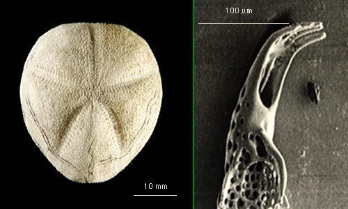 Tripylus reductus Tripylus reductus