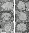 (a-f) Ornatorotalia granum n. sp. from Decontra (Maiella Mt.); (a) holotype (MPUR NS154.13); (b) paratype (MPUR NS154.14); (c) paratype (MPUR NS154.15); (d) paratype (MPUR NS154.16); (e) paratype (MPUR NS154.17); (f) paratype (MPUR NS154.18). Scale bar= 0.5 mm.