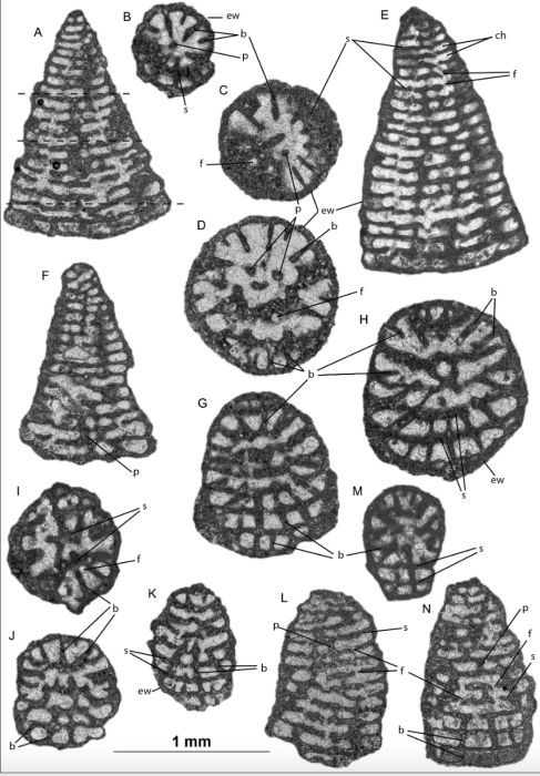 Lepinoconus chiocchinii Cruz-Abad, Consorti & Caus, 2017