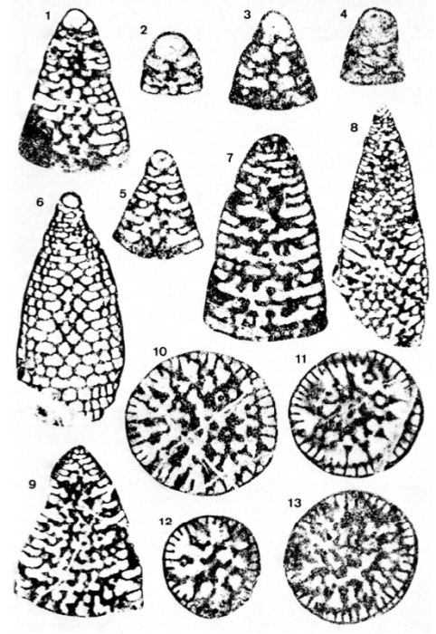 Valdanchella dercourti Decrouez & Moullade, 1974 Valdanchella dercourti Decrouez & Moullade, 1974