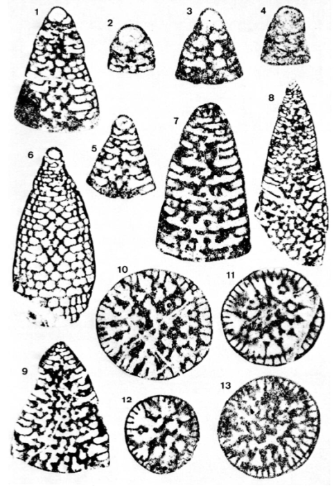 Valdanchella dercourti Decrouez & Moullade, 1974