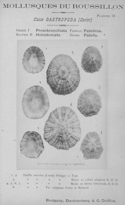 Bucquoy et al. (1882-1886, pl. 58) Bucquoy et al. (1882-1886, pl. 58)