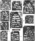 Cantabriconus reocinianus Schlagintweit, Rosales & Najarro, 2017