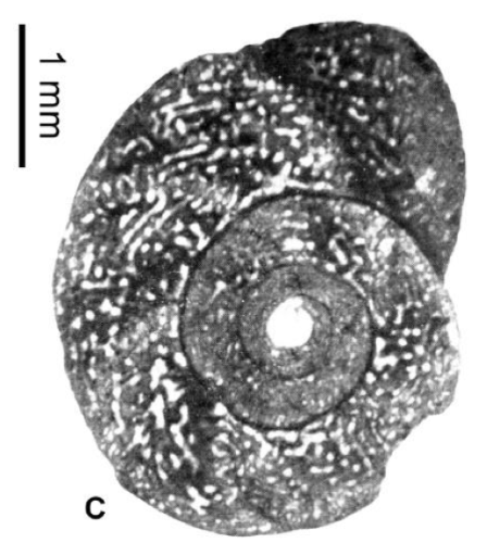 Yaberinella hottingeri Robinson, 1993