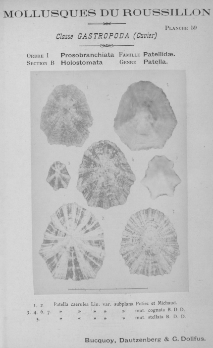Bucquoy et al. (1882-1886, pl. 59) Bucquoy et al. (1882-1886, pl. 59)