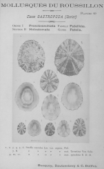 Bucquoy et al. (1882-1886, pl. 60)