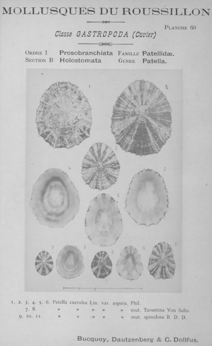 Bucquoy et al. (1882-1886, pl. 60) Bucquoy et al. (1882-1886, pl. 60)
