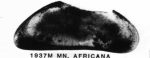 Lectotype of Macrocyprina africana Müller, 1908