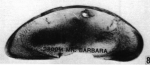 Holotype of Macrocyprina barbara Maddocks, 1990 