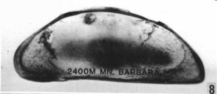 Holotype of Macrocyprina barbara Maddocks, 1990 