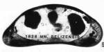 Holotype of Macrocyprina belizensis Maddocks, 1990