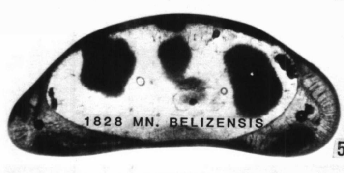 Holotype of Macrocyprina belizensis Maddocks, 1990 Holotype of Macrocyprina belizensis Maddocks, 1990