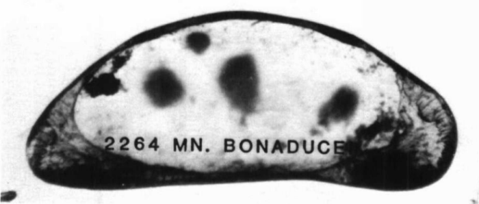 Holotype of Macrocyprina bonaducei Maddocks, 1990 