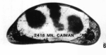 Holotype of Macrocyprina caiman Maddocks, 1990
