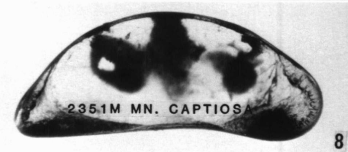Holotype of Macrocyprina captiosa Maddocks, 1990 Holotype of Macrocyprina captiosa Maddocks, 1990