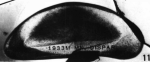 Holotype of Macrocyprina dispar Müller, 1908