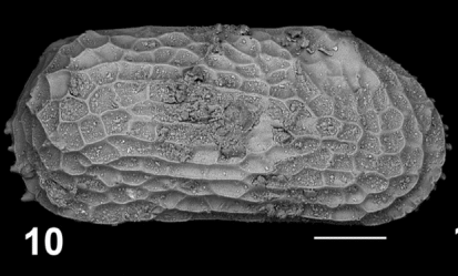 Holotype of Capsacythere baldanzae Sciuto, Temani & Ammar, 2021