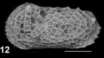 Holotype of Capsacythere giovannae Sciuto, Temani & Ammar, 2021