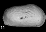 Holotype of Capsacythere fekihi Sciuto, Temani & Ammar, 2021