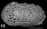 Holotype of Capsacythere salaji Sciuto, Temani & Ammar, 2021
