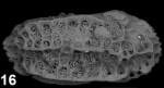 Holotype of Chrysocythere arutai Sciuto, Temani & Ammar, 2021