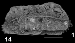 Holotype of Chrysocythere gliozziae Sciuto, Temani & Ammar, 2021