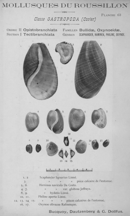 Bucquoy et al. (1882-1886, pl. 63) Bucquoy et al. (1882-1886, pl. 63)