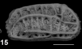 Holotype of Chrysocythere russoi Sciuto & Reitano, 2021