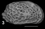 Holotype of Cimbaurila maamouri Sciuto, Temani & Ammar, 2021