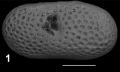 Holotype of Cytherella ilariae Sciuto, Temani & Ammar, 2021