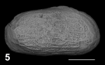Holotype of Cytheretta mariaantoniettae Sciuto, Temani & Ammar, 2021