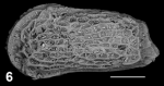 Holotype of Dorukella nevio Sciuto, Temani & Ammar, 2021