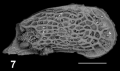 Holotype of Dorukella razgallahae Sciuto, Temani & Ammar, 2021