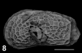 Holotype of Dorukella ruggeroi Sciuto, Temani & Ammar, 2021