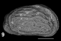 Holotype of Graptocythere octopus Sciuto, Temani & Ammar, 2021